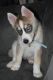 Siberian Husky Puppies for sale in Edgewater, FL, USA. price: NA