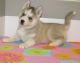 Siberian Husky Puppies for sale in Marlborough, MA, USA. price: NA