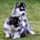 Siberian Husky Puppies for sale in Texas St, Fairfield, CA 94533, USA. price: NA