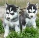 Siberian Husky Puppies for sale in Wyoming, MI, USA. price: NA