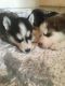 Siberian Husky Puppies for sale in NJ-35, Lavallette, NJ 08735, USA. price: NA