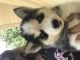 Siberian Husky Puppies for sale in South Dakota Ave NE, Washington, DC, USA. price: NA