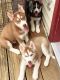 Siberian Husky Puppies for sale in Stroudsburg, PA 18360, USA. price: NA