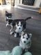 Siberian Husky Puppies for sale in Califa St, Los Angeles, CA 91601, USA. price: NA