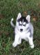 Siberian Husky Puppies for sale in Long Beach, CA 90847, USA. price: $760