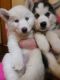 Siberian Husky Puppies for sale in Charleston, SC, USA. price: NA