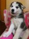 Siberian Husky Puppies for sale in Charleston, SC, USA. price: NA