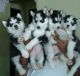 Siberian Husky Puppies for sale in Bakersfield, CA, USA. price: $400