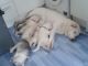 Siberian Husky Puppies for sale in Pennsylvania Ave NW, Washington, DC, USA. price: NA