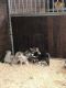 Siberian Husky Puppies for sale in Pennsylvania Ave NW, Washington, DC, USA. price: NA
