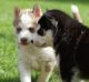 Siberian Husky Puppies for sale in Elgin, TX 78621, USA. price: NA