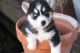 Siberian Husky Puppies for sale in Elgin, TX 78621, USA. price: NA