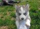 Siberian Husky Puppies for sale in Charleston, SC 29401, USA. price: NA