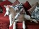 Siberian Husky Puppies for sale in Little River-Academy, TX 76554, USA. price: NA