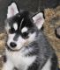 Siberian Husky Puppies for sale in Wareham, MA, USA. price: $1,500