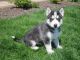 Siberian Husky Puppies for sale in Avon, OH 44011, USA. price: NA