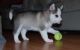Siberian Husky Puppies for sale in Florida, NY, USA. price: NA