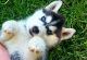 Siberian Husky Puppies for sale in Santa Rosa, CA, USA. price: NA