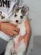 Siberian Husky Puppies for sale in TX-249, Houston, TX, USA. price: NA
