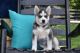Siberian Husky Puppies for sale in Cleveland, TX, USA. price: NA