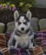 Siberian Husky Puppies for sale in Wisconsin Dells Pkwy, Wisconsin Dells, WI 53965, USA. price: NA