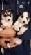 Siberian Husky Puppies for sale in Cedar Grove, NJ 07009, USA. price: NA