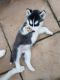 Siberian Husky Puppies for sale in Cedar Grove, NJ 07009, USA. price: NA