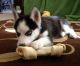 Siberian Husky Puppies for sale in Farmington Ave, Hartford, CT, USA. price: NA