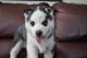 Siberian Husky Puppies for sale in Prodehl Dr, Lockport, IL 60441, USA. price: NA