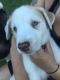 Siberian Husky Puppies for sale in Palm Bay, FL, USA. price: NA