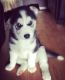 Siberian Husky Puppies for sale in Sugar Grove Rd SE, Lancaster, OH 43130, USA. price: NA