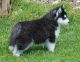 Siberian Husky Puppies for sale in Los Angeles, CA 90017, USA. price: NA