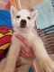 Siberian Husky Puppies for sale in Sugar Grove Rd SE, Lancaster, OH 43130, USA. price: NA