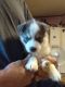 Siberian Husky Puppies for sale in Arcadia, FL 34266, USA. price: $600