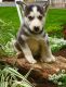 Siberian Husky Puppies for sale in Seattle, WA 98138, USA. price: NA