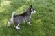 Siberian Husky Puppies for sale in Seattle, WA 98138, USA. price: NA