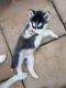 Siberian Husky Puppies for sale in Oklahoma City, OK, USA. price: NA