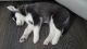Siberian Husky Puppies for sale in Crystal Spring, PA 15536, USA. price: NA
