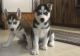 Siberian Husky Puppies for sale in Portland, ME, USA. price: $500
