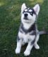 Siberian Husky Puppies for sale in Portland, ME, USA. price: $500