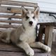 Siberian Husky Puppies for sale in Canton, OH, USA. price: NA