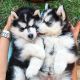 Siberian Husky Puppies for sale in Scottsdale, AZ, USA. price: NA