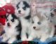 Siberian Husky Puppies for sale in Piscataway Township, NJ 08854, USA. price: NA
