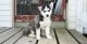 Siberian Husky Puppies for sale in Williamston, MI 48895, USA. price: NA
