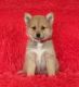 Siberian Husky Puppies for sale in Austin Hwy, San Antonio, TX, USA. price: NA