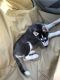 Siberian Husky Puppies for sale in Dublin, OH, USA. price: NA