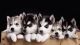 Siberian Husky Puppies for sale in Debarr Road, Anchorage, AK, USA. price: $400