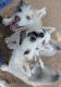 Siberian Husky Puppies for sale in Texas Charter Township, MI, USA. price: NA