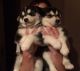 Siberian Husky Puppies for sale in Jean, NV 89054, USA. price: NA