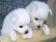 Siberian Husky Puppies for sale in Maryland Rd, Willow Grove, PA 19090, USA. price: NA